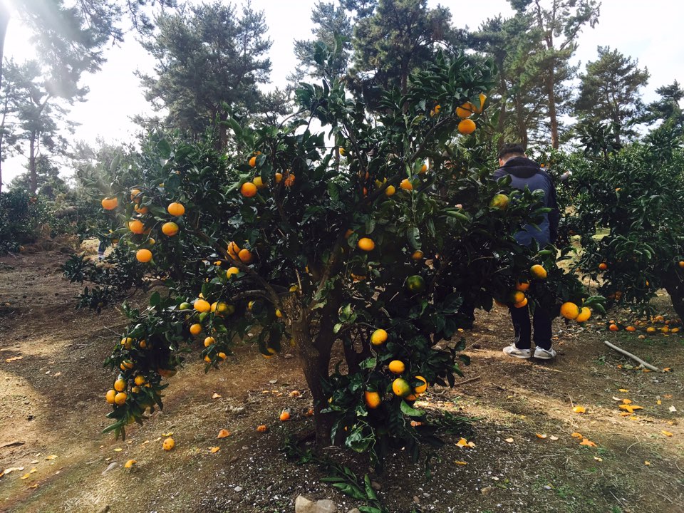 감귤3.jpg